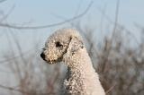 BEDLINGTON TERRIER 090